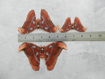 Silk Atlas Moth extra large hair clips or lapel pins 