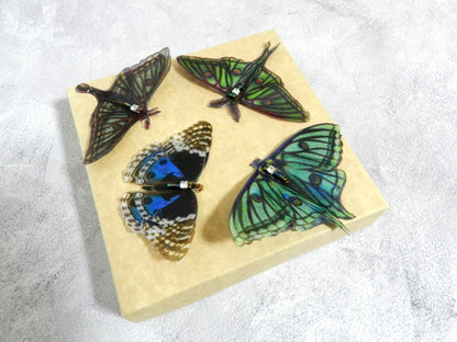 Silk Graesilla isabella Spanish luna moth hair clips