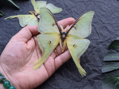 Olive silk luna moth extra large brooch or clip