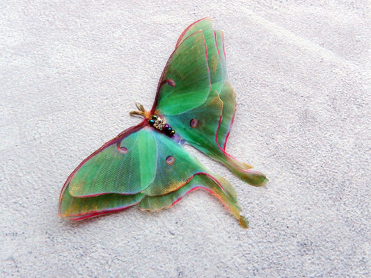 Silk luna moth hair clips with 3d wings