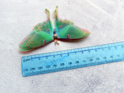 Luna moth silk butterfly brooch