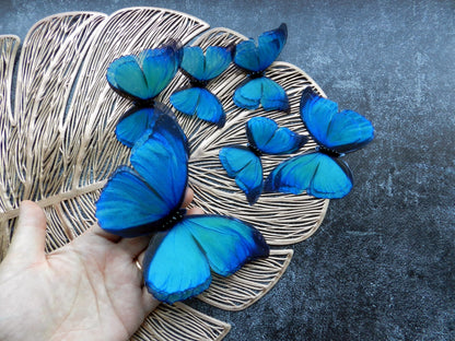 Silk Blue Butterflies Decoration Applique Set of 6 pcs