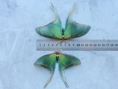 Silk Luna Moth Hair Clip or Brooch