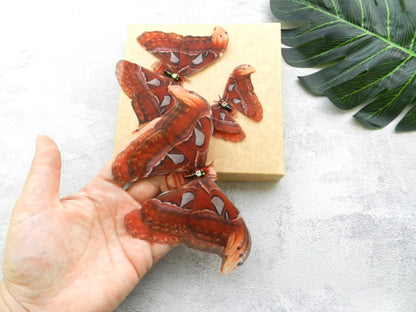 Silk Atlas Moth extra large hair clips or lapel pins 