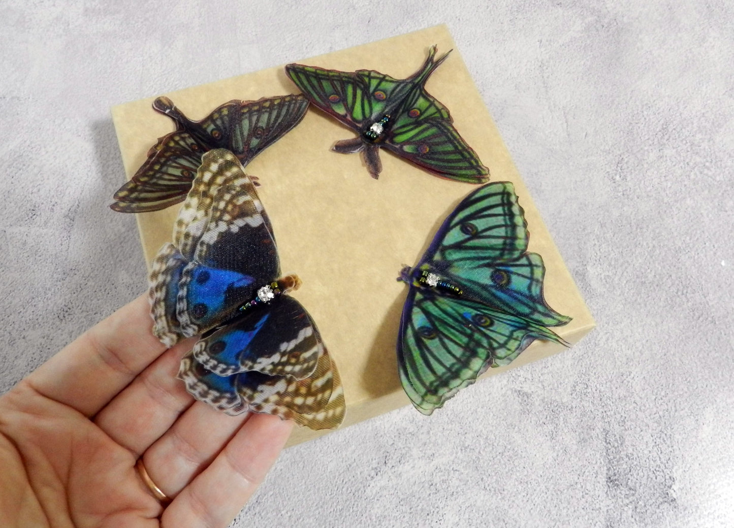 Silk Graesilla isabella Spanish luna moth hair clips