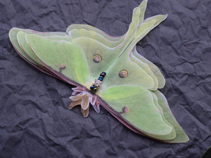 Silk luna moth hair clips or pins