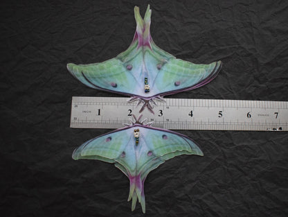 Tender silk luna moth hair clips with 3d moving wings