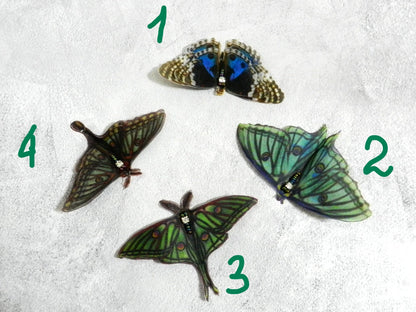 Silk Graesilla isabella Spanish luna moth hair clips